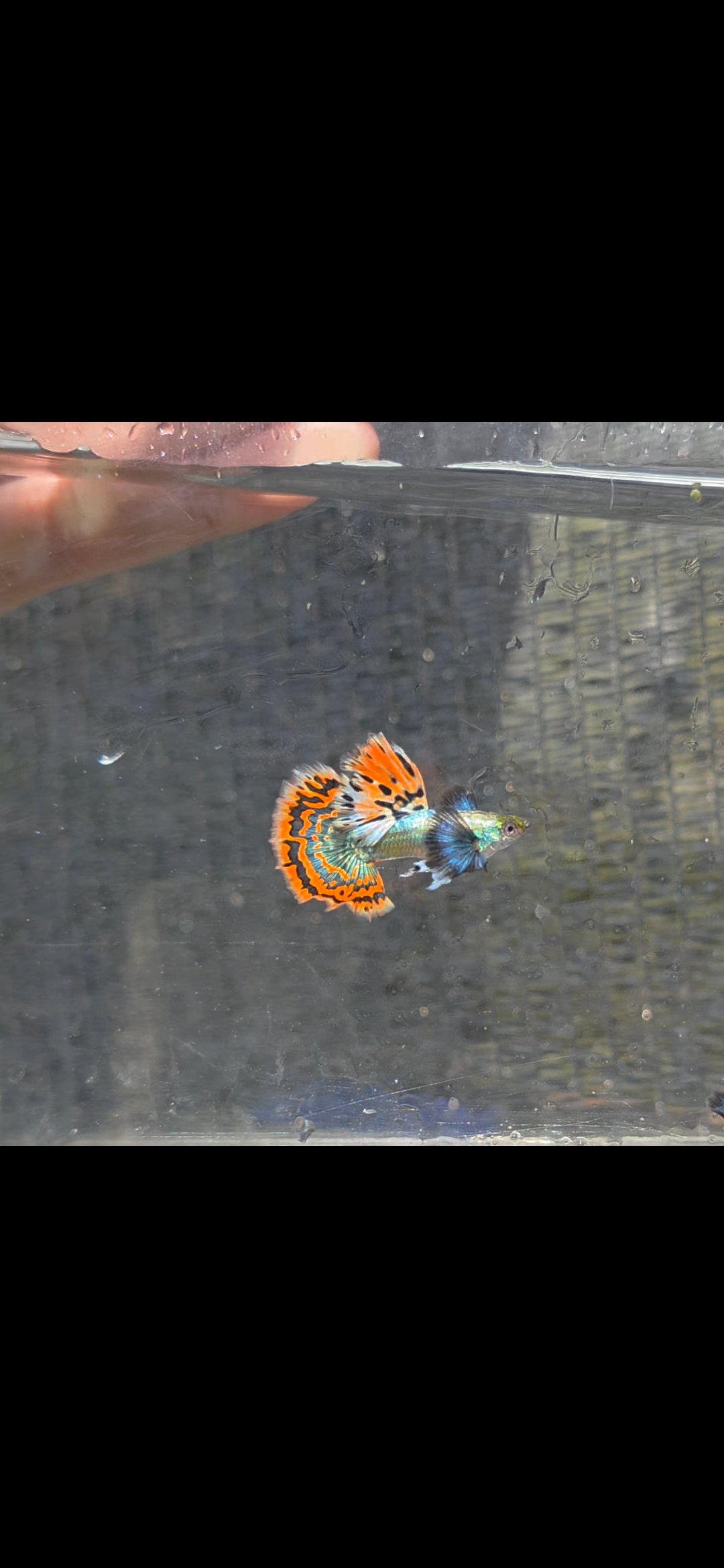 Guppy Platinum Dumbo Red Mosaico